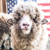 MARY, OFP Farms, RESCUE LAMB, Gift Box -EASTER | LIMITED EDITION | PASSOVER