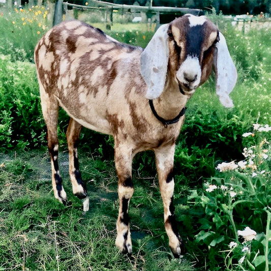 Margaret, The Nubian Goat