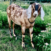 Margaret, The Nubian Goat
