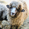MARY, OFP Farms, RESCUE LAMB, Gift Box -EASTER | LIMITED EDITION | PASSOVER