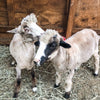 MARY, OFP Farms, RESCUE LAMB, Gift Box -EASTER | LIMITED EDITION | PASSOVER